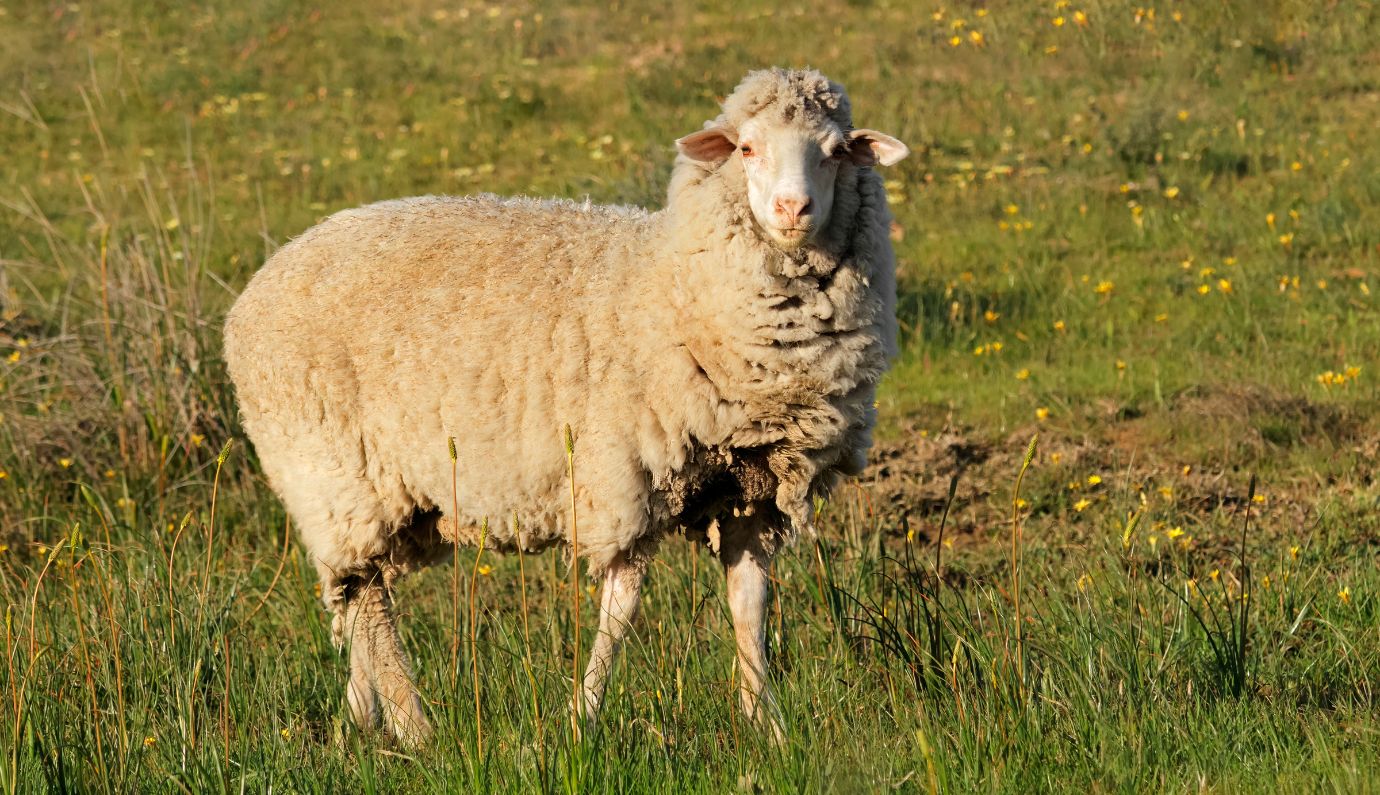 Merinoschaap met volle wolvacht in een weiland