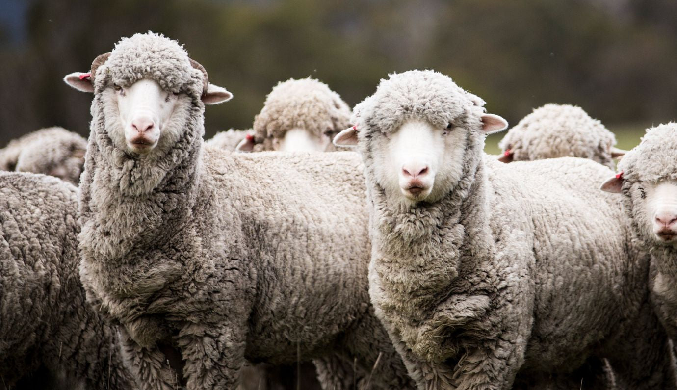 Hoe wij met onze merino wol werken