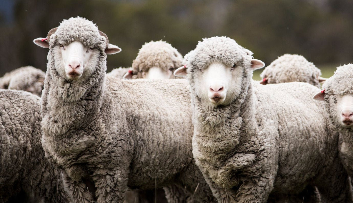 Kudde merinoschapen met dikke wolvacht in de wei
