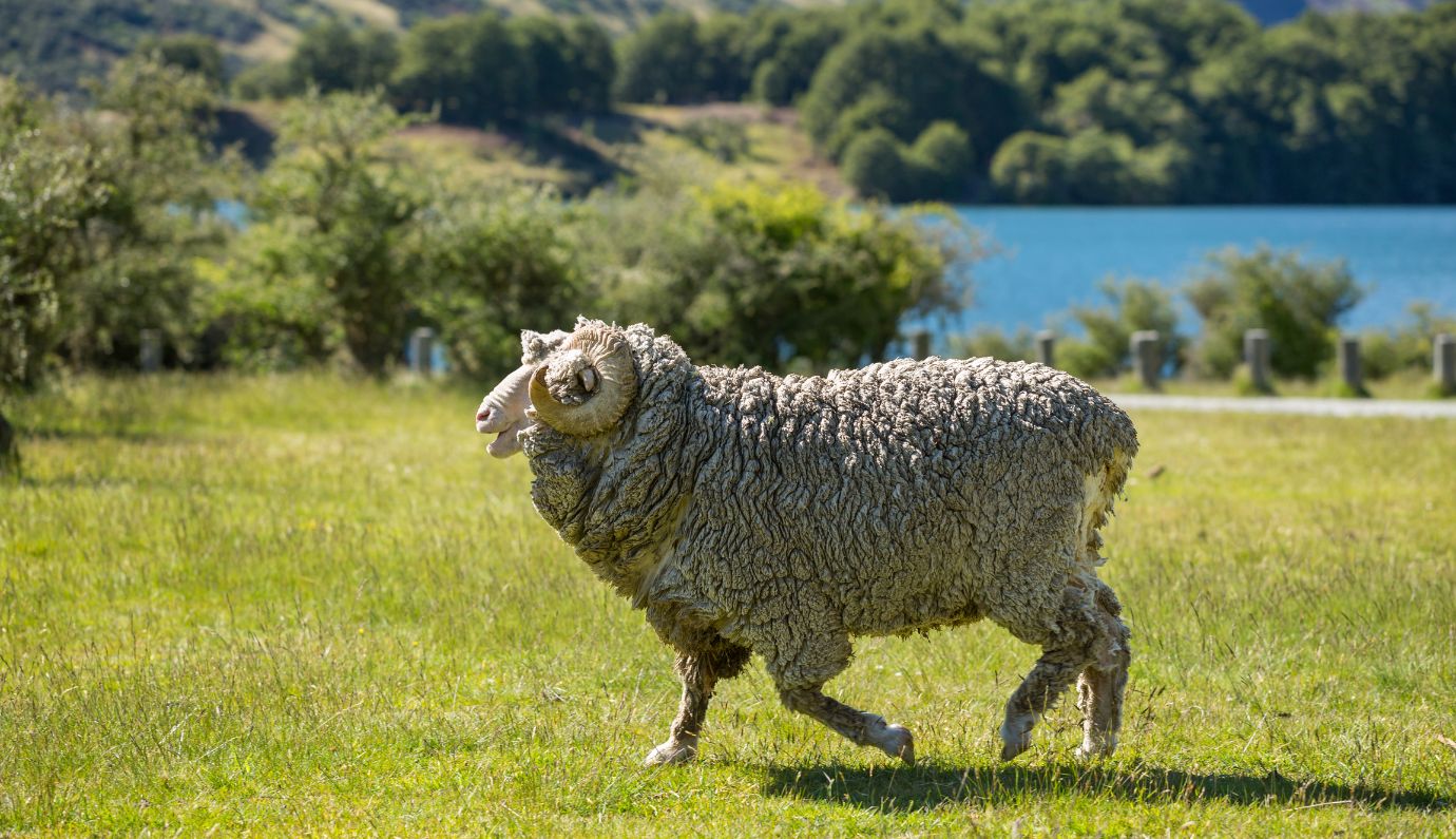 Merinoschaap met lange wolvacht in een groene weide aan het water
