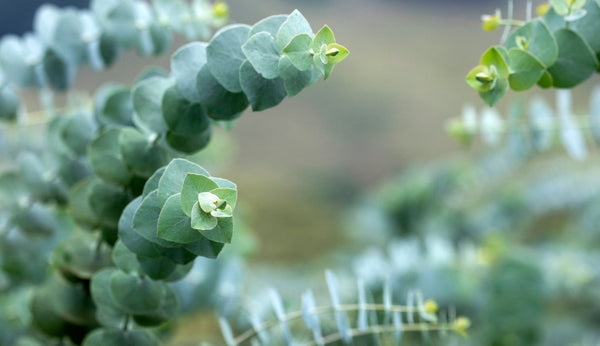 Collectie sokken van merinowol met lyocell (eucalyptus)