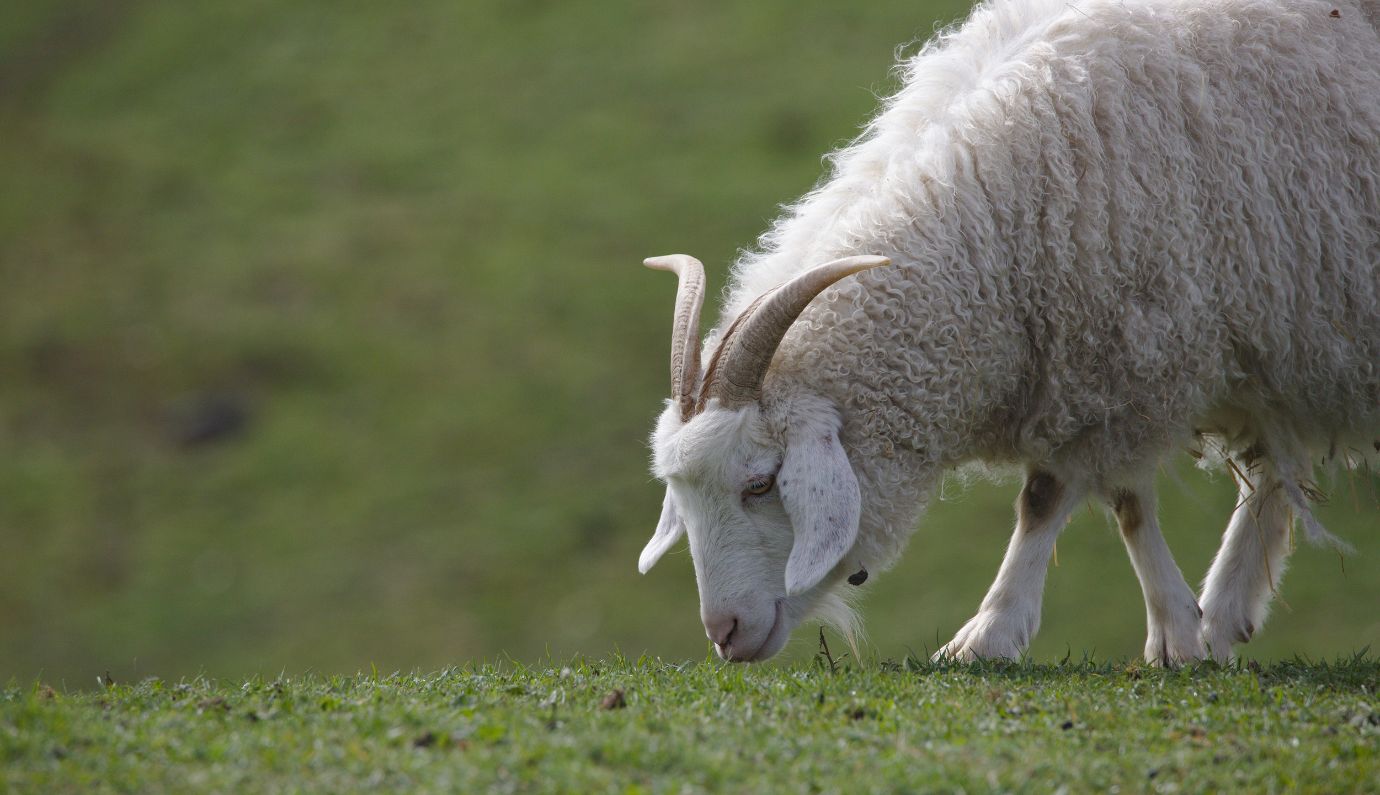 Collectie sokken van merinowol met cashmere voor heren