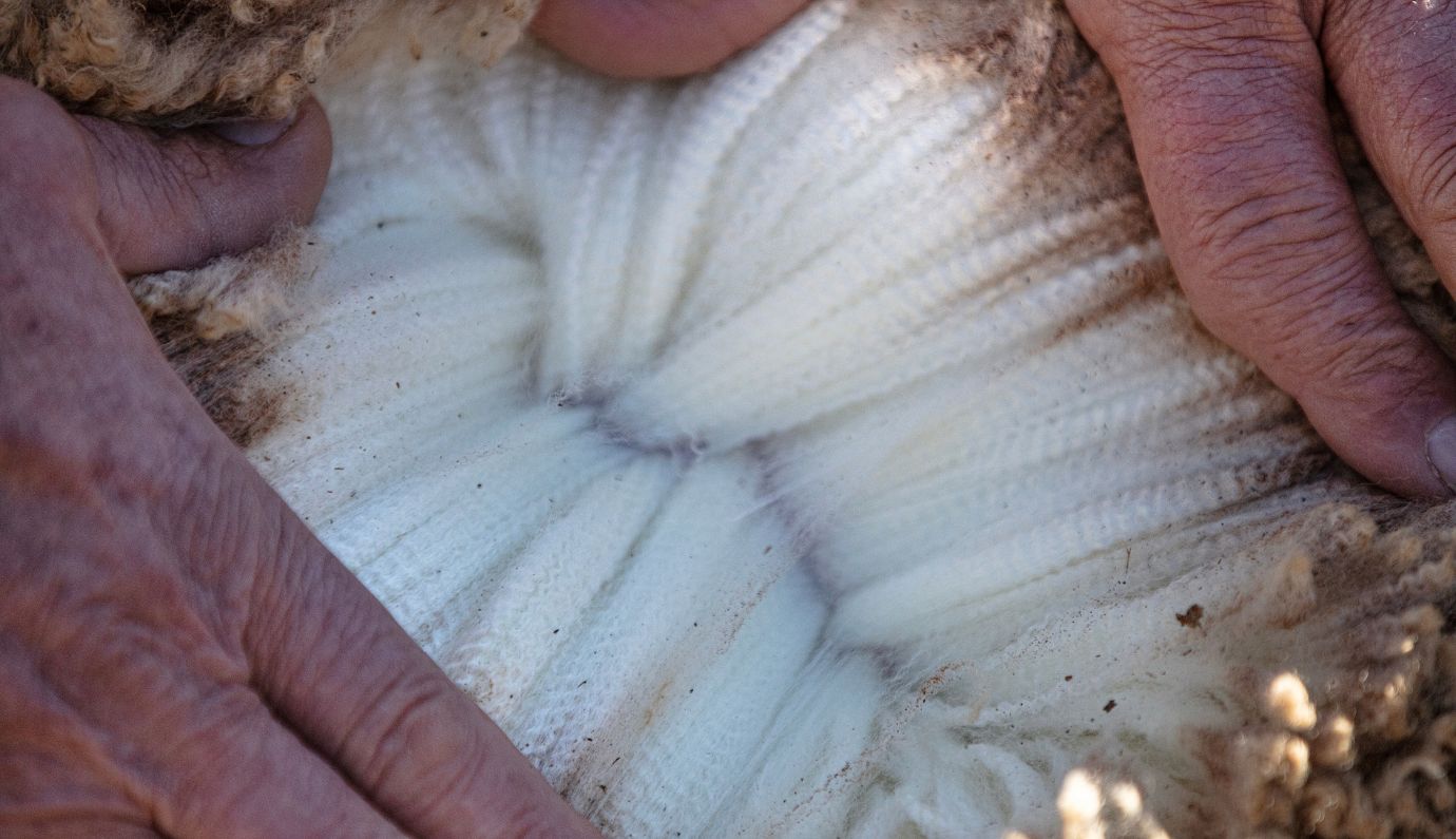 merino wol op het schaap