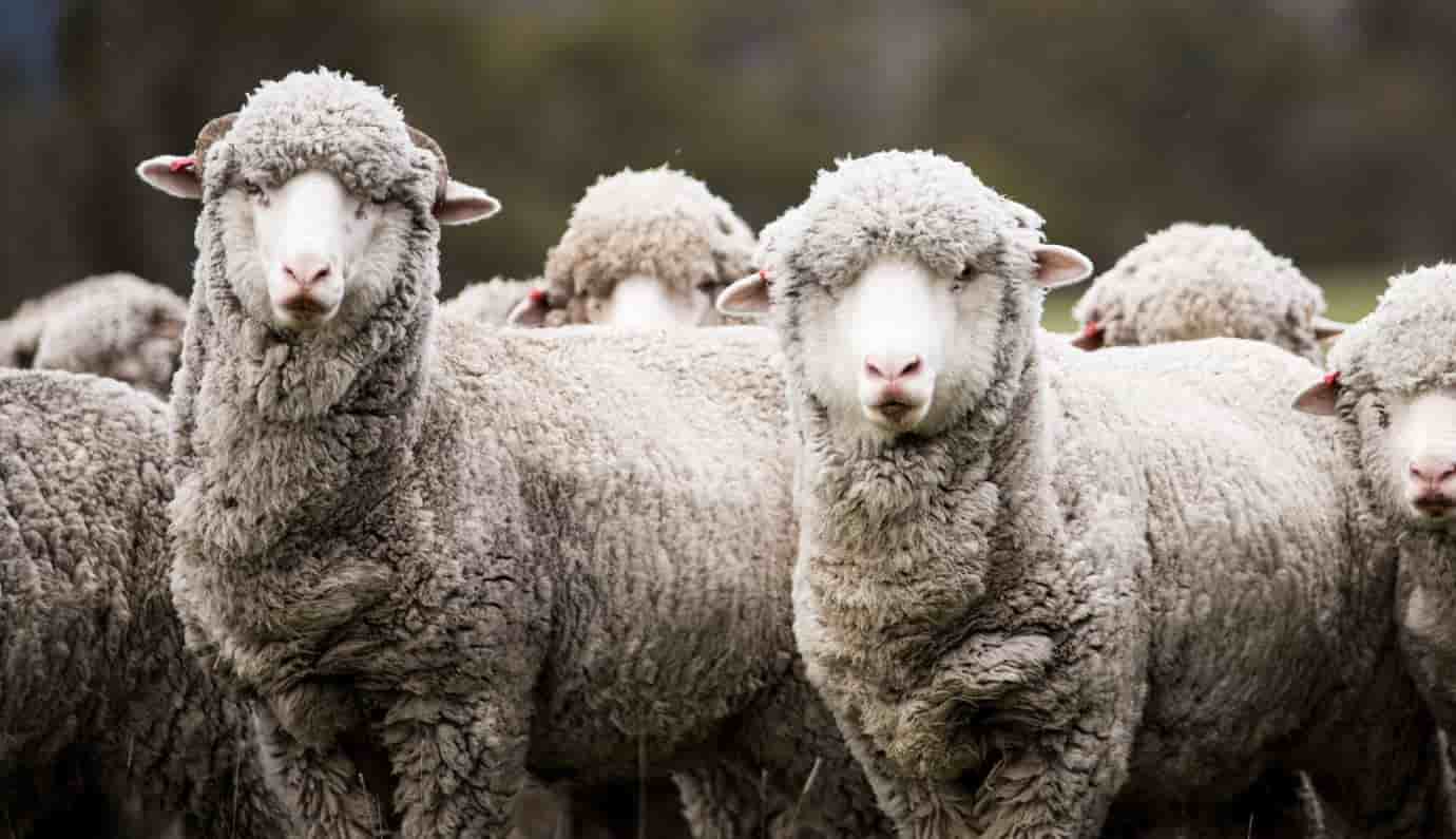 Afbeelding zonder ALT